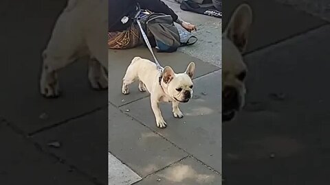 French bull dog can see butter on a sliced breed at animal rebellion protest protesters are vegan