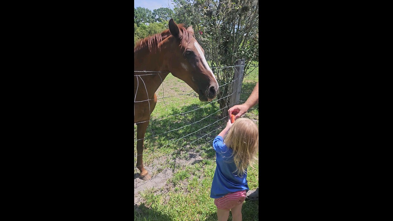 Feeding Carrots to a horse