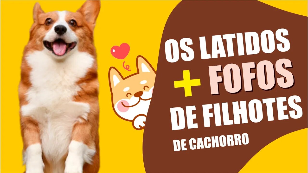 Os mais fotos e engraçados latidos de cachorro