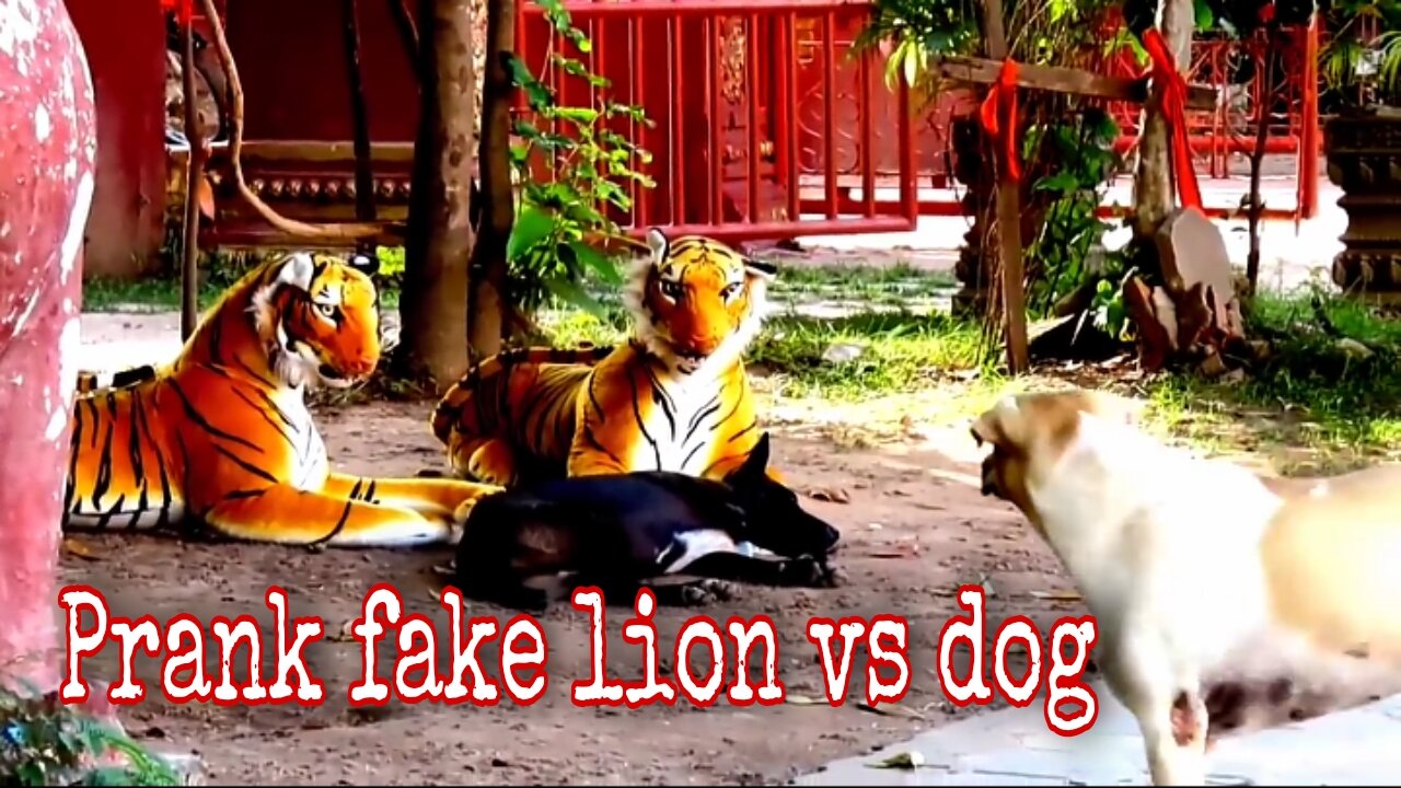 Fake tiger Prank to dog..try not to laugh