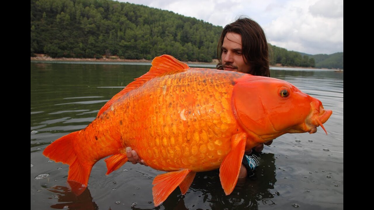 Giant Gildfish