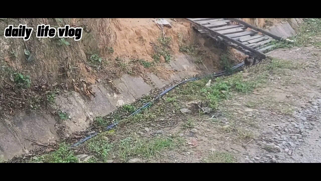 Wild chickens are raised by people but still considered w