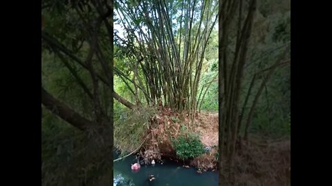 rumpun bambu