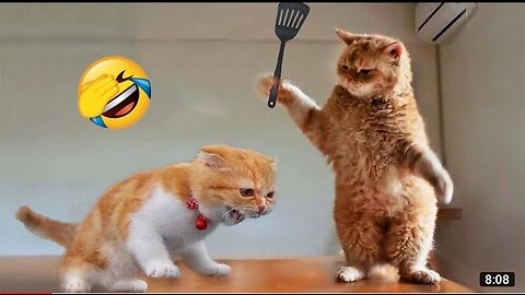 #funniestdogs Funniest Animals 2023 😂 Funny Cats and Dogs Videos - Compilado