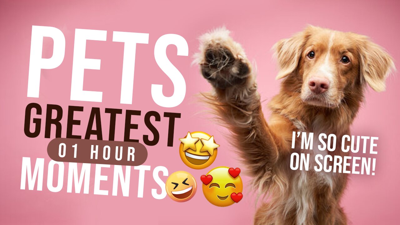 1 Hour of PETs Greatest Moments