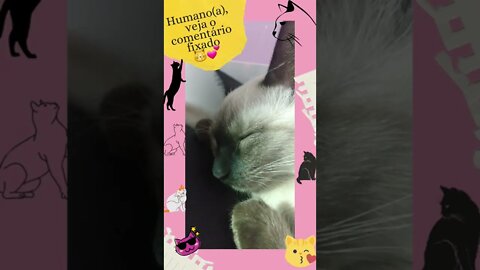 Funny cats, 面白い猫, 有趣的貓, قطط مضحكة 😿💕🐾 #shorts #youtubeshorts #cats #viral #gatosengraçados #tiktok