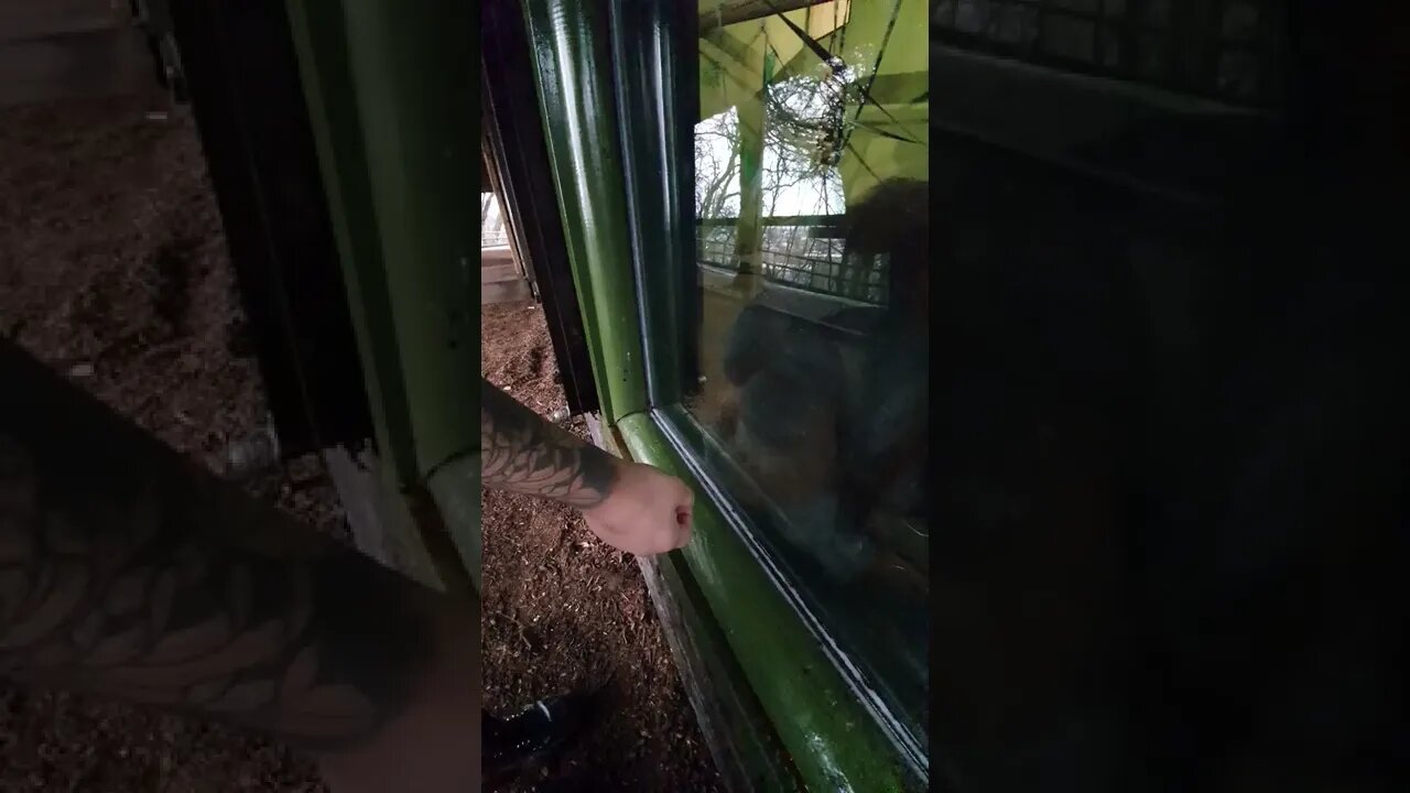 Benji the Orangutan was very interested in our tattoos