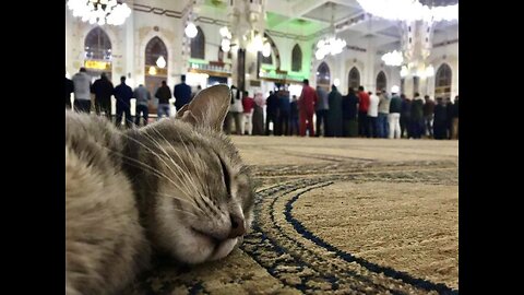 Cat Attacked in Dream - Islamic Interpretation