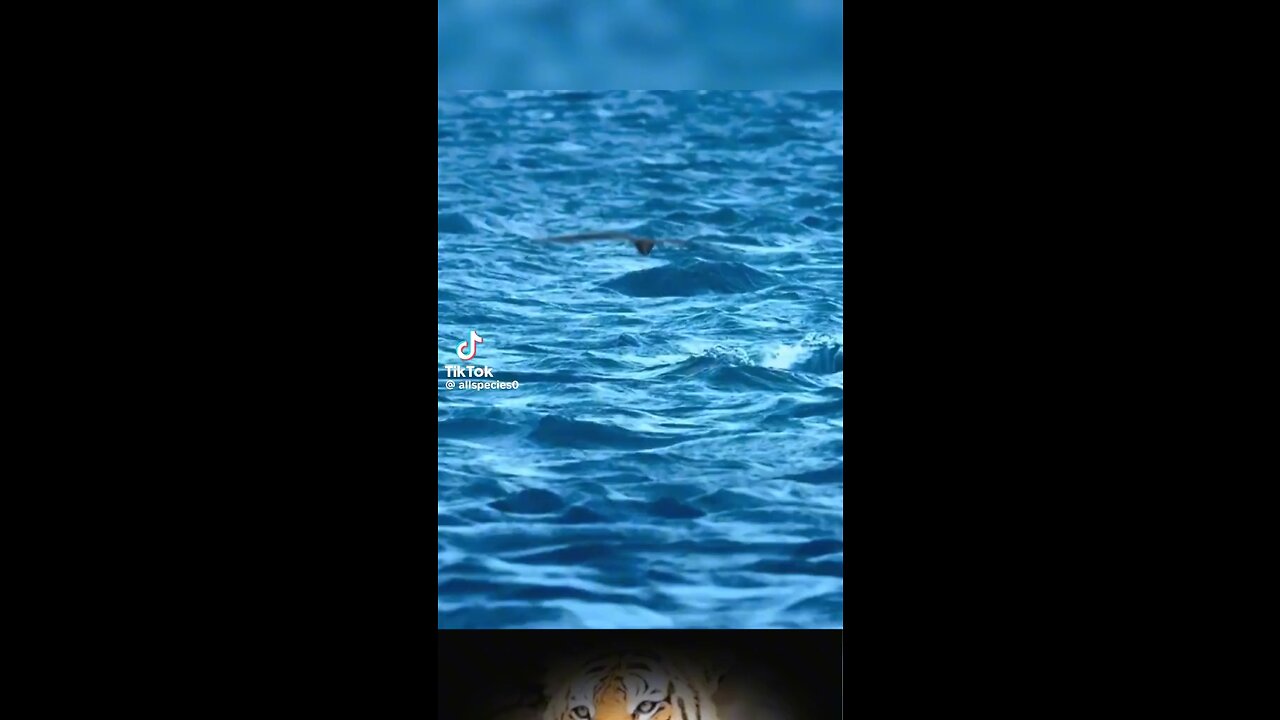 wildlife