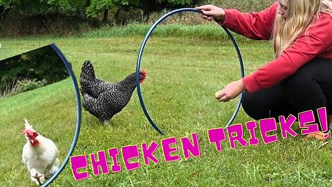 We Taught Our Chickens To Jump Thorough A Hoop!
