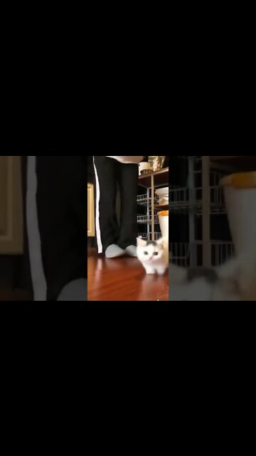 Momentos engraçados de gatos, gatos engraçados! #shorts