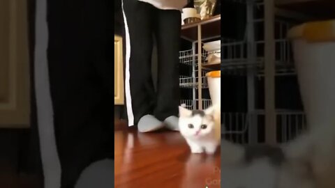 Momentos engraçados de gatos, gatos engraçados! #shorts