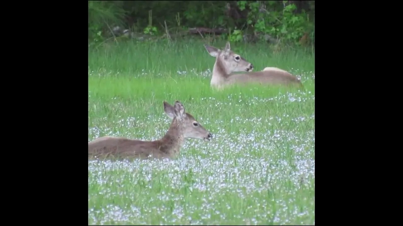 deer in the field