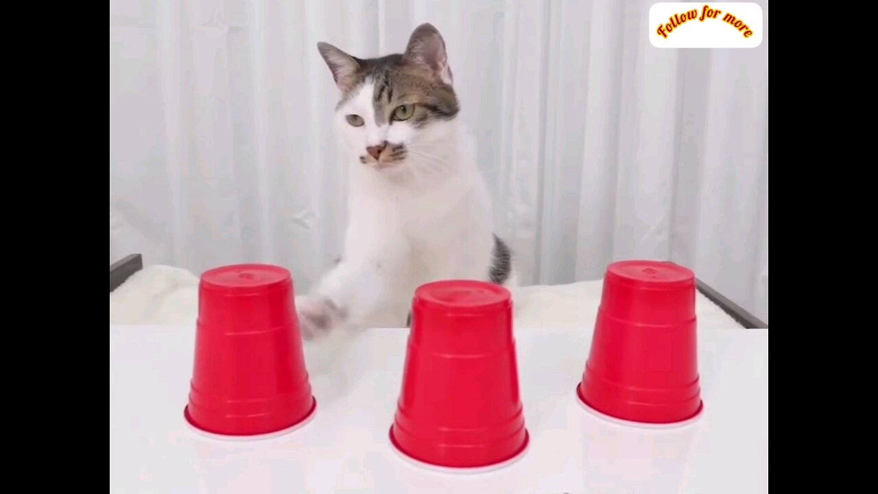 How wise the cat can tell immediately which glass is under