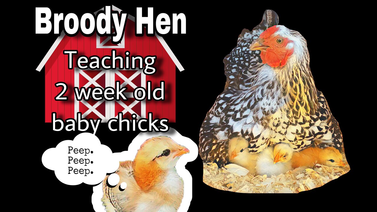 Broody Mama Hen Teachers Her 2 Week Old Baby Chicks