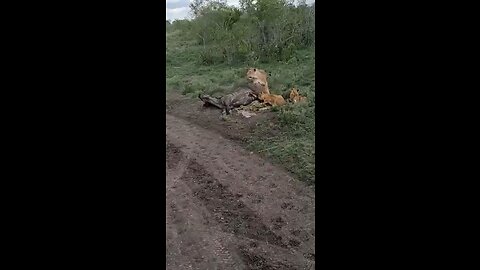 LION KILLS and eats with cubs