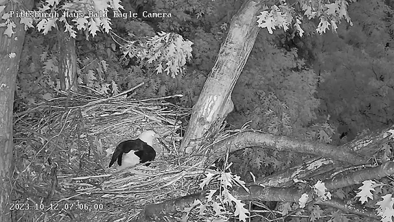 Hays Eagles V laying the nest bowl at Cam up! Mom vocals heard, cam tree direction. 10-12-23 7:05am