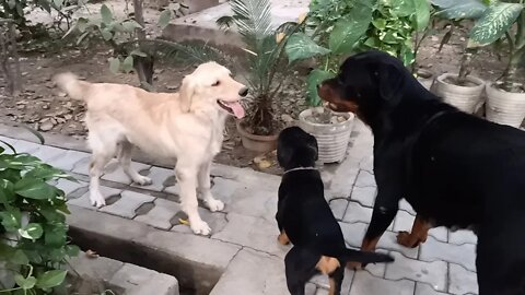 Rottweller Mother is teaching her babies how to fight.: Hela's Babies Vs. Roxy