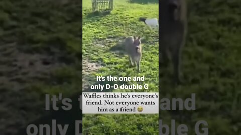 MEME is the one and only D-O double G #shorts