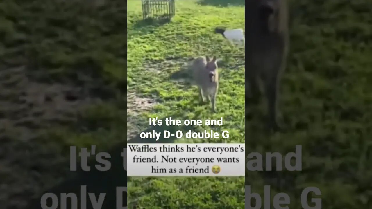 MEME is the one and only D-O double G #shorts