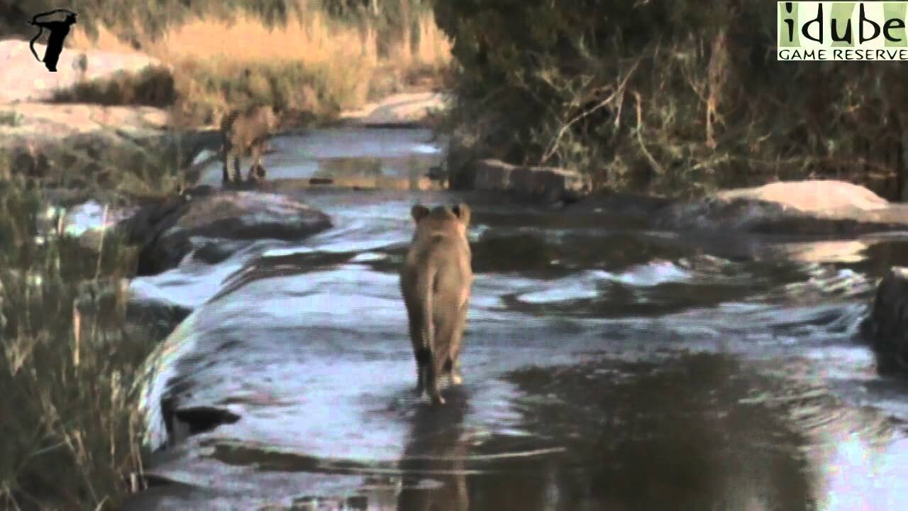 Lions Crossing the Sand River