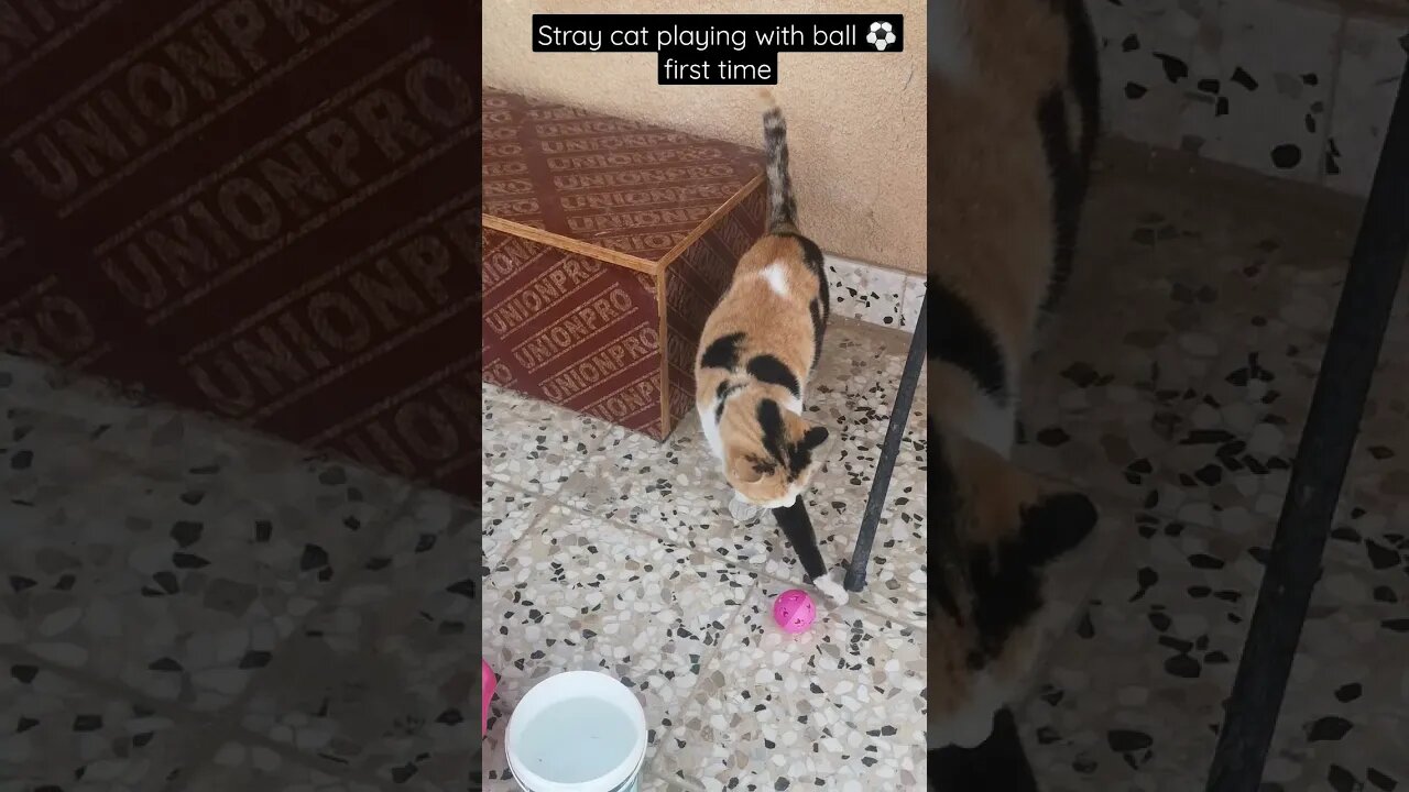 Stray Cat Playing with ball ⚽ for First Time - Cat Funny Video 😂