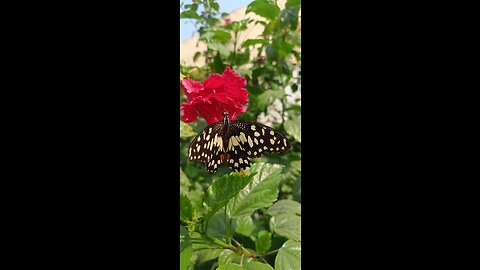 Beautiful butterfly 🦋 in my hand