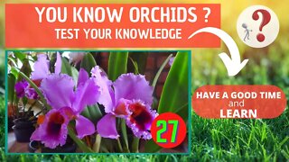 DO YOU KNOW ORCHIDS? WHAT IS THE NAME OF THIS ORCHID?HAVE FUN IDENTIFYING THIS ORCHID