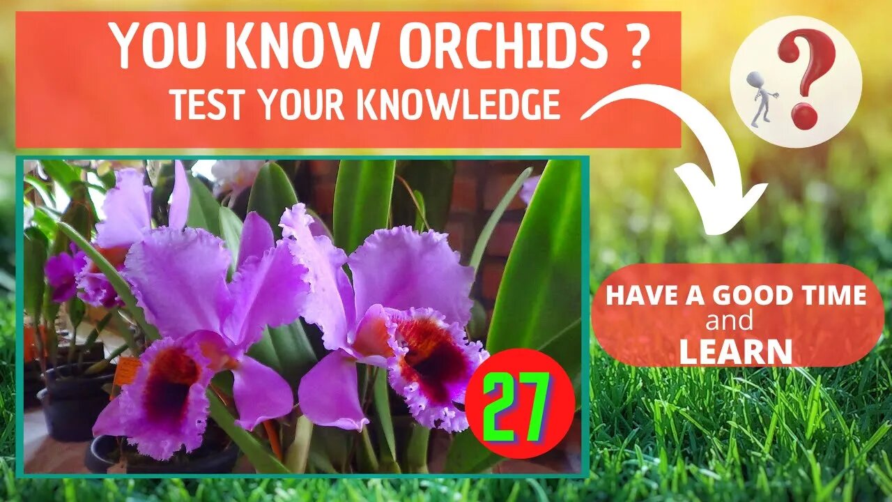 DO YOU KNOW ORCHIDS? WHAT IS THE NAME OF THIS ORCHID?HAVE FUN IDENTIFYING THIS ORCHID