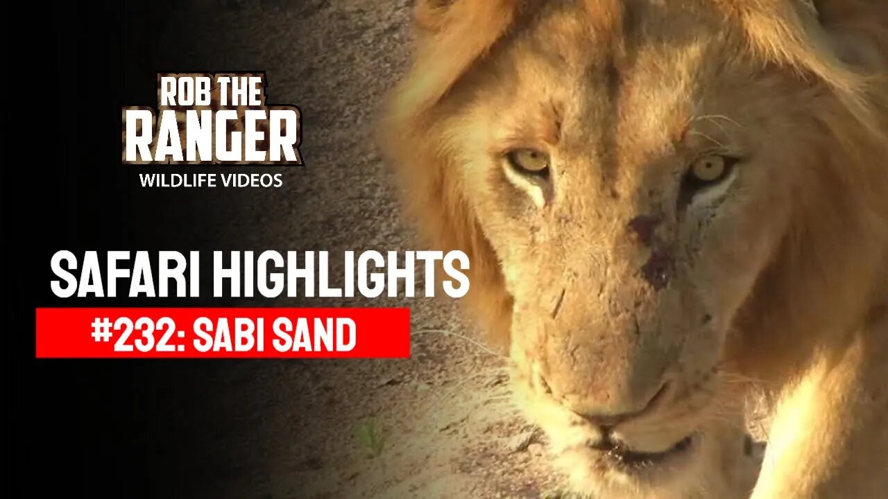 Safari Highlights #232: 14 - 17 Sep 2013 | Sabi Sand Nature Reserve | Latest Wildlife Sightings