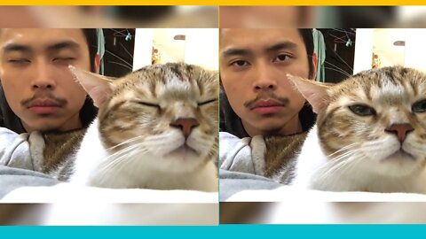 How is it possible | cat reaction is amazing | #pets #cats #Entertainment #rumbletube