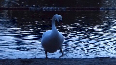 Landgang (Schwan)