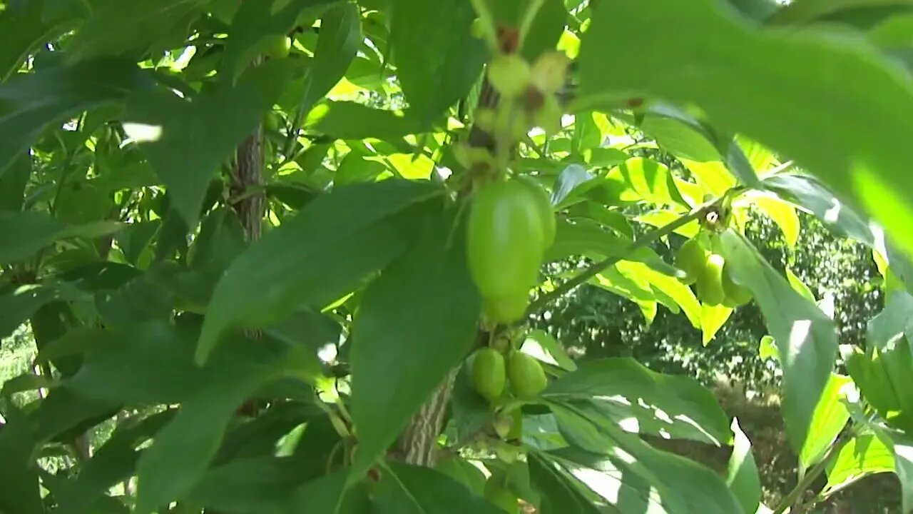 Apple trees, hazelnuts and cherries among the cornus mas trees