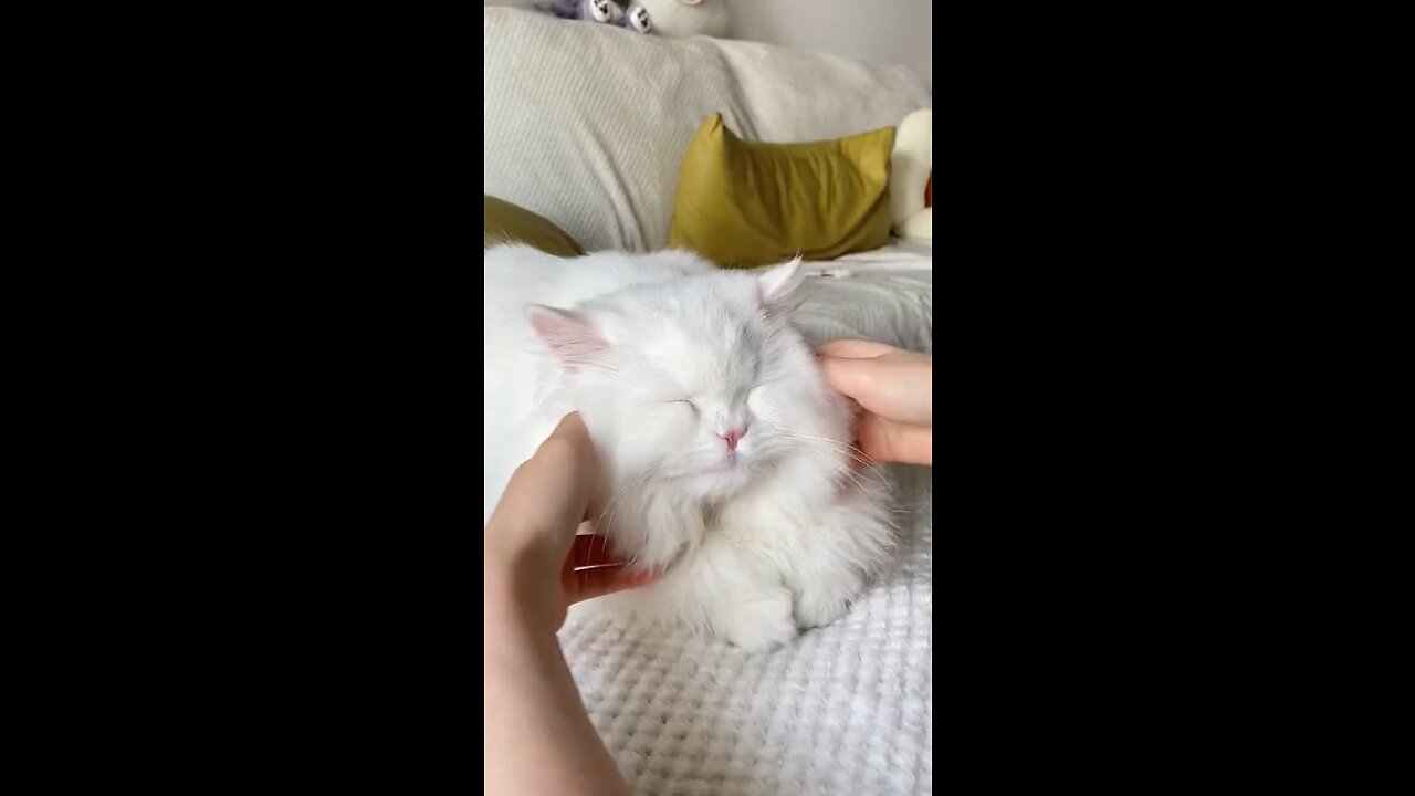 With cats, I won’t be bored all day