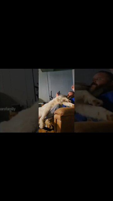 Great Pyrenees lap dog