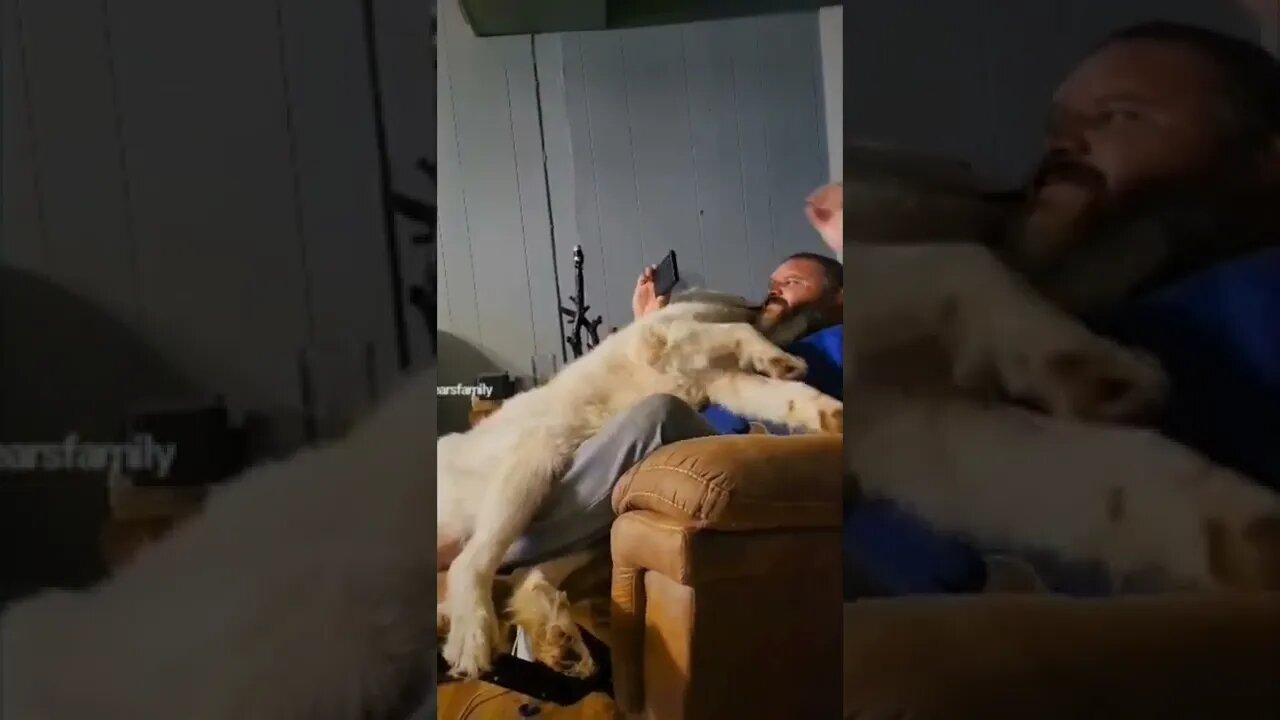 Great Pyrenees lap dog