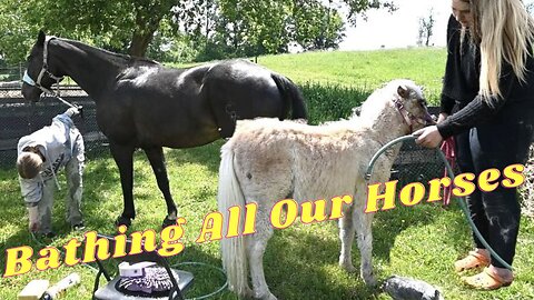 Our Baby Horse's First Bath!