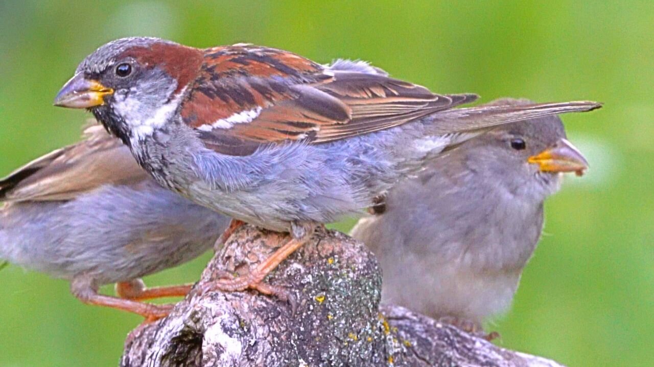 The Pigeon has been Routed. House Sparrows Have Taken the Tree Stump Back