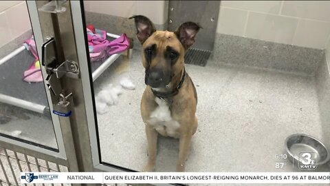 Nebraska Humane Society seeking emergency foster caregivers; over 100 dogs available for adoption