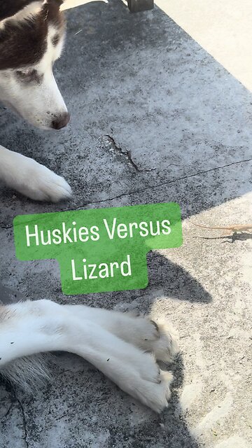 🐺𝐇𝐮𝐬𝐤𝐢𝐞𝐬 𝐕𝐞𝐫𝐬𝐮𝐬 𝐋𝐢𝐳𝐚𝐫𝐝🦎