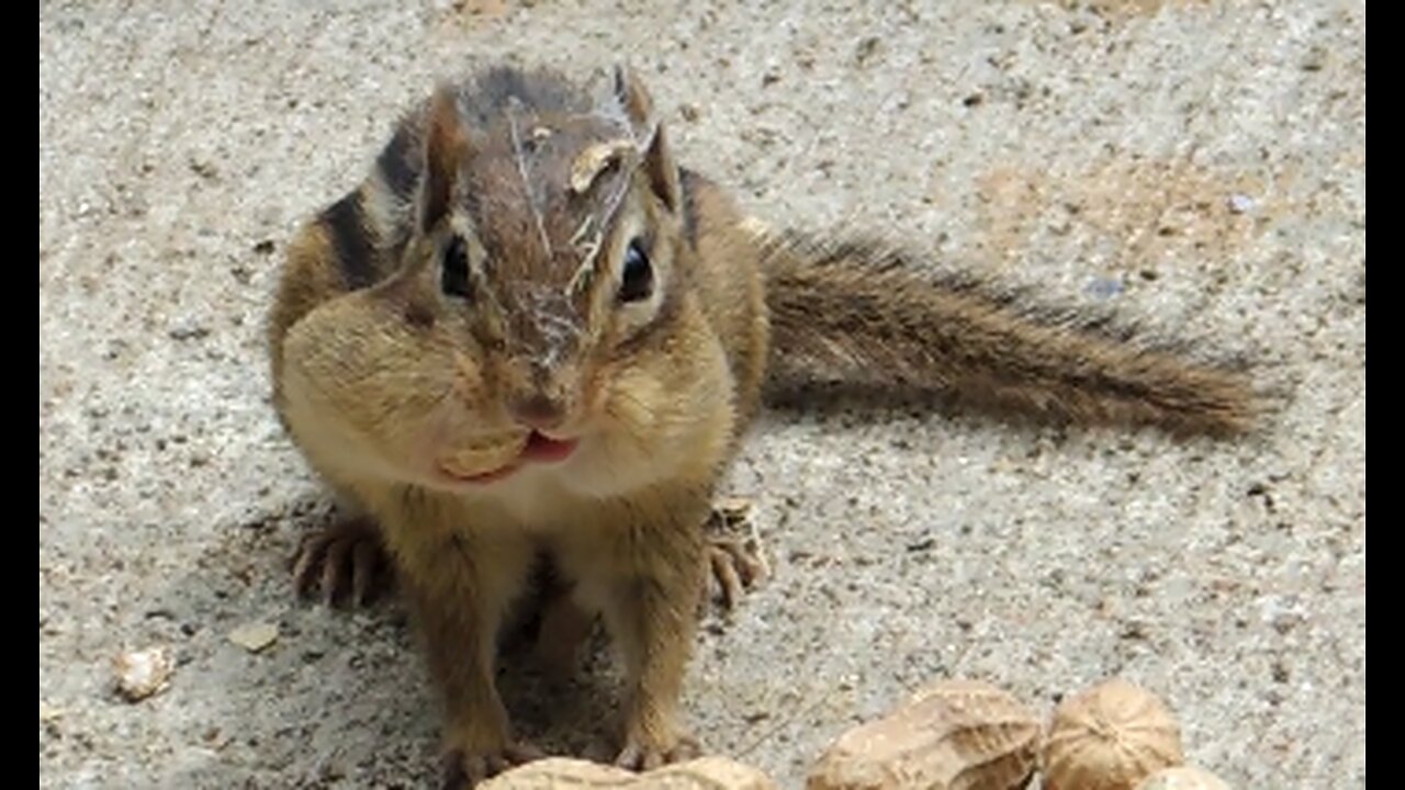 Nature - Chipmunk and peanuts