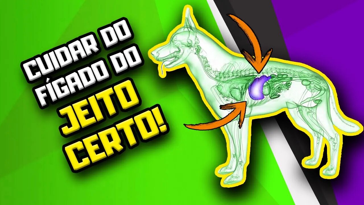 CONFIA! Como diminuir AST, ALT, Fosfatase Alcalina e GGT em Cães usando ALIMENTOS | Dr. Edgard Gomes