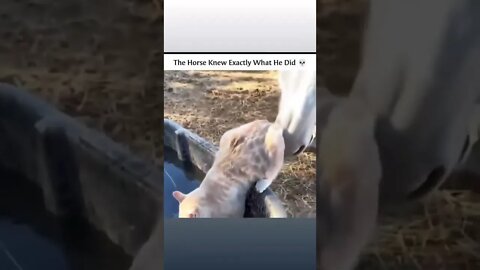The Cat and the Horse- short story #shorts #cat #catsoftiktok #cats
