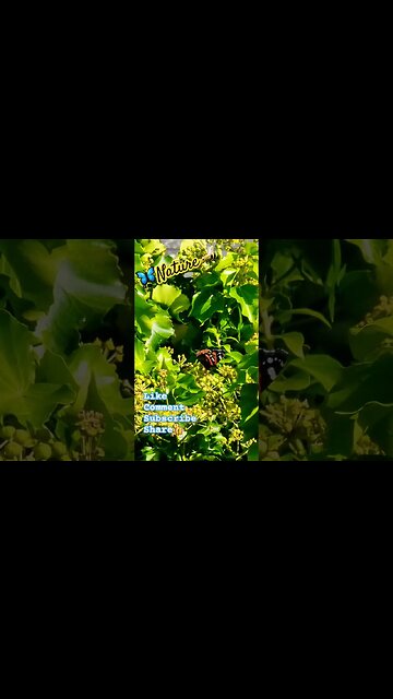 🦋Nature🐝 #nature #naturelovers #naturespirit #bees #bee #butterflies #butterfly #wuauquikuna #life