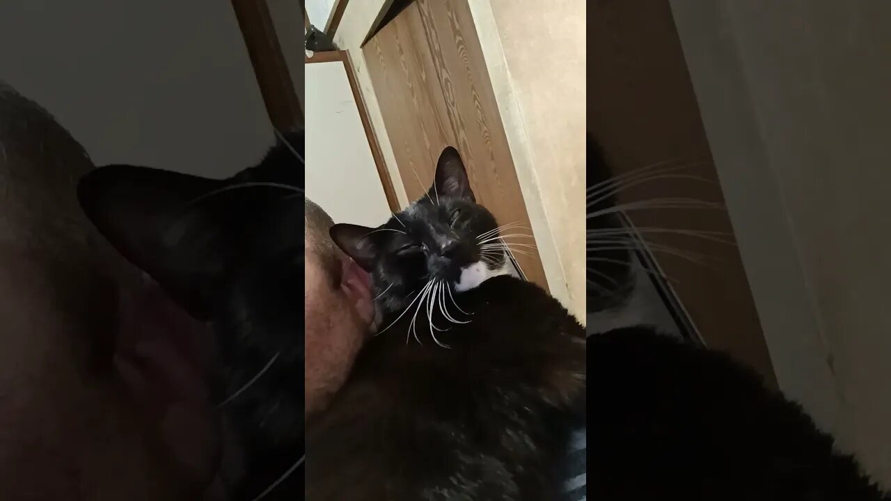 This is why I have a cat #catvideos #shortsfeed #shortsvideo #kittycat #youtubeshorts