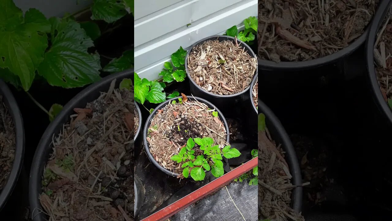 Garden Layout Update