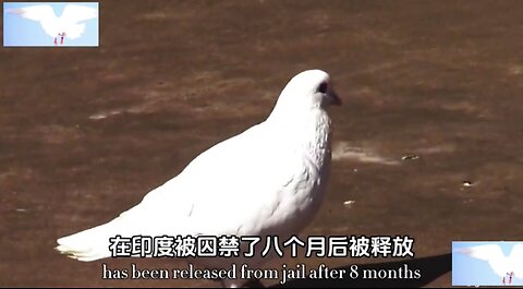 Why did a Chinese pigeon from Taiwan province jailed for 8 months in India?