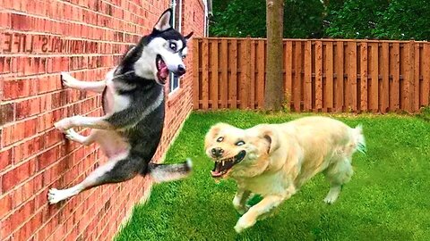 Funniest dogs ever