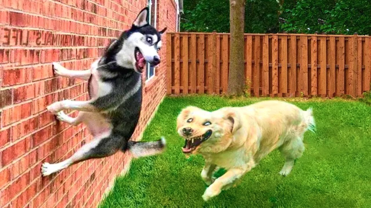 Funniest dogs ever
