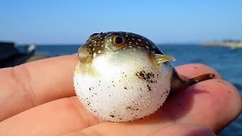 More Than 100 Cute Baby Animal Pictures of all the Time